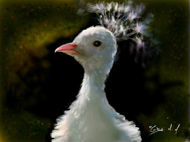 ceva