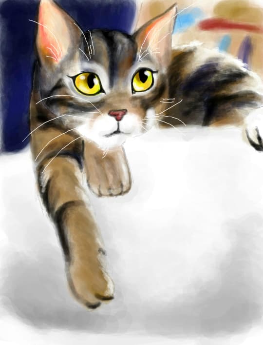 Cat