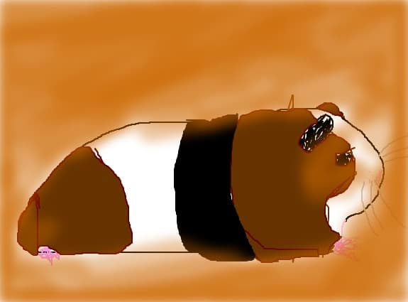 porcusor de guineea