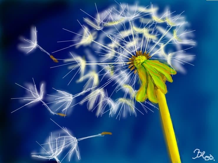 Dandelion...