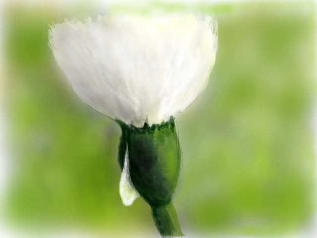 o...floare...