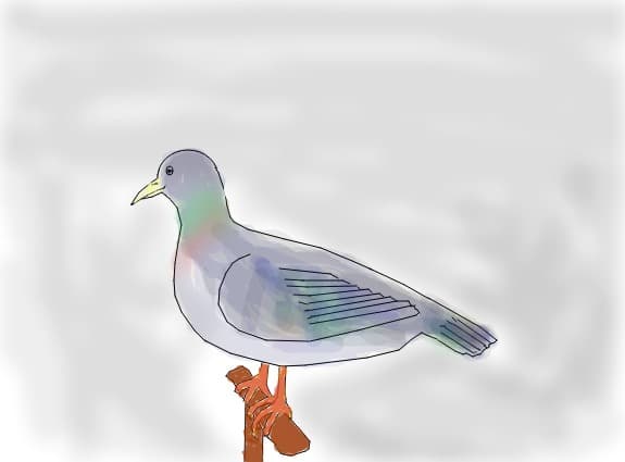 porumbel