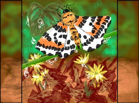Papillon