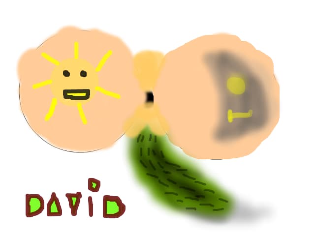 david
