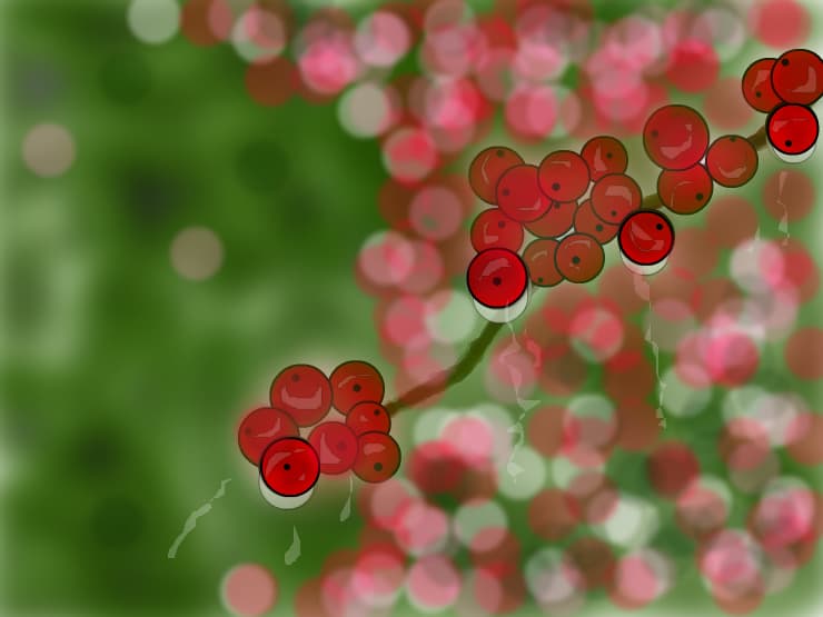 Wet fruits