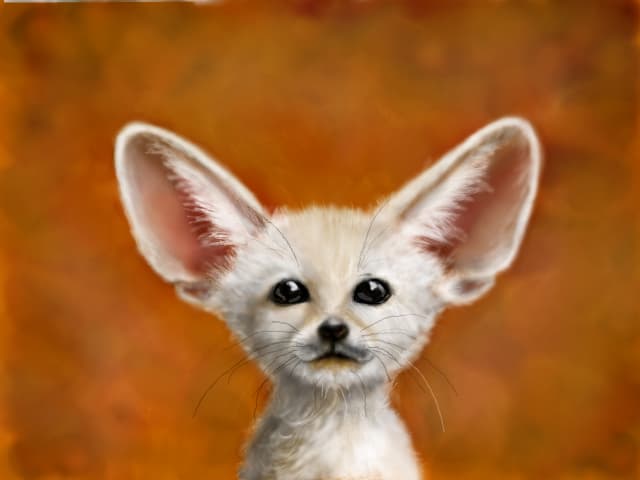 Little fennec fox