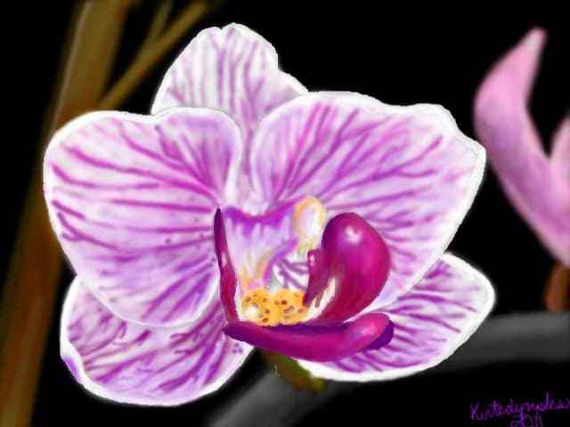 Orchid