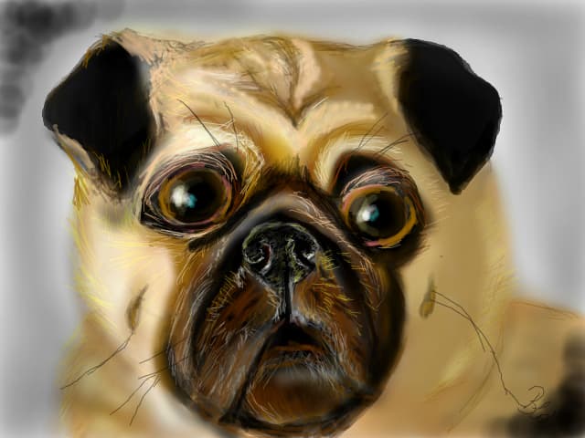 cutzu cutzu