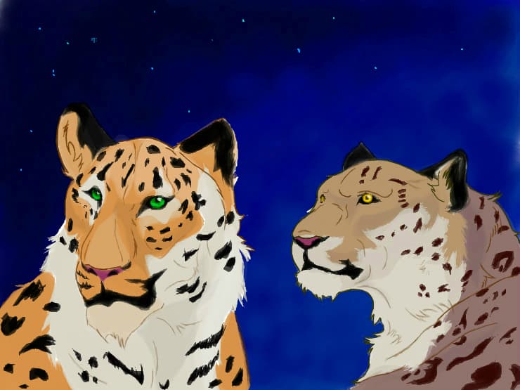 look up the stars