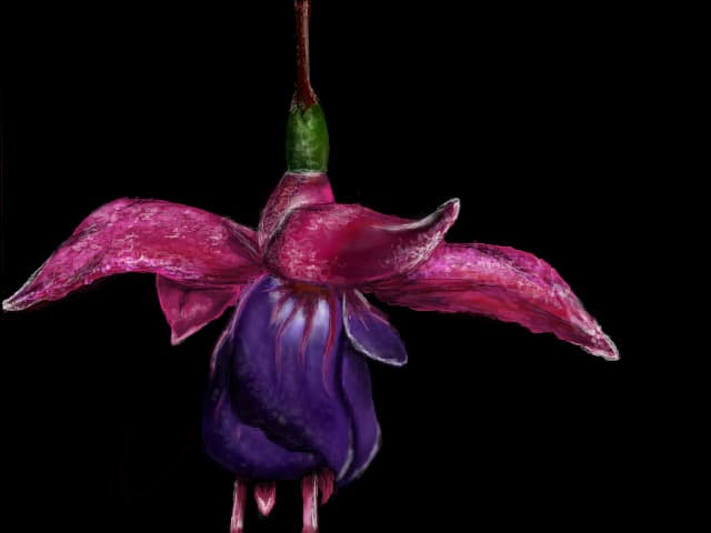 fuchsie