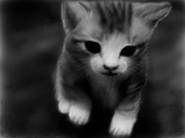 Kitty