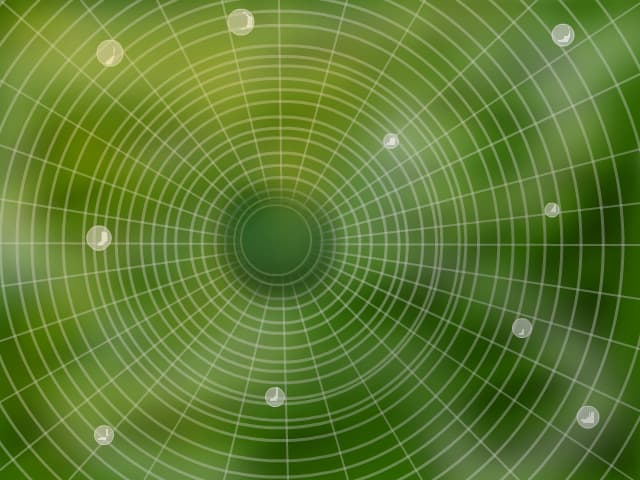 spider web
