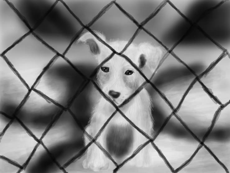 Prisonier