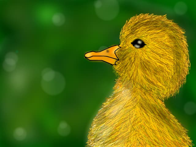 duck