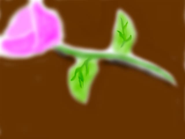 Pink rose