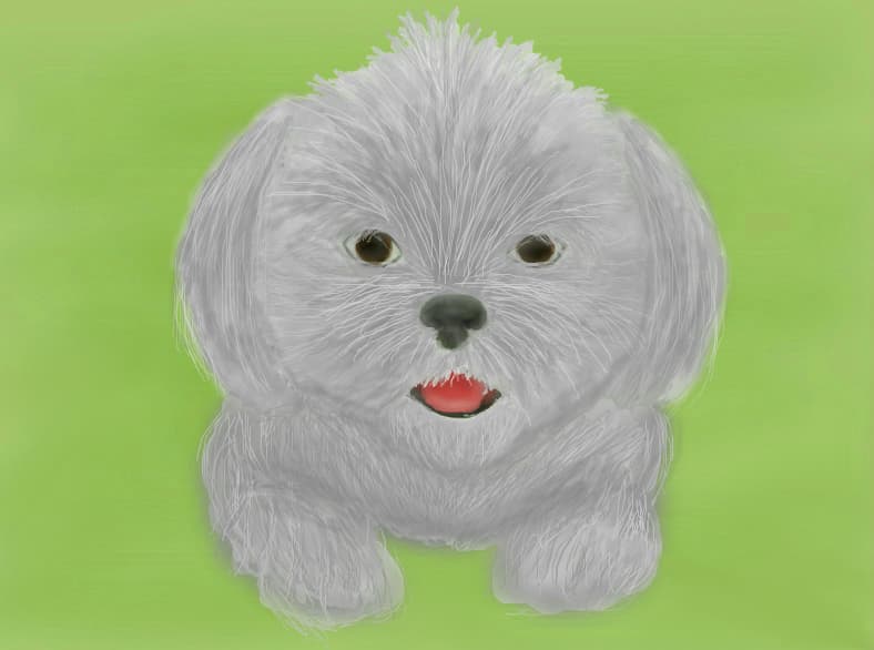 Shih Tzu