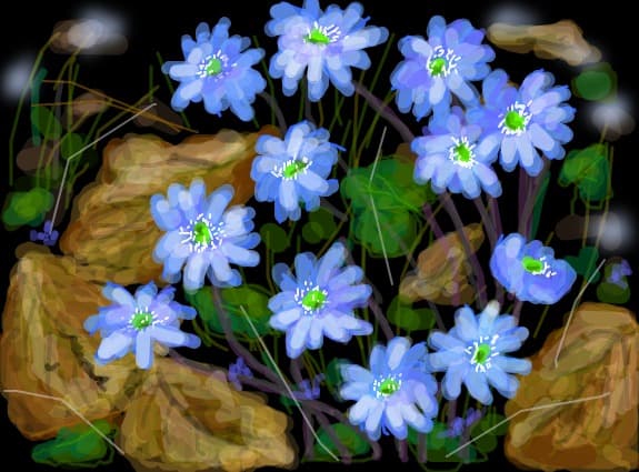 Liverwort sau Hepatica