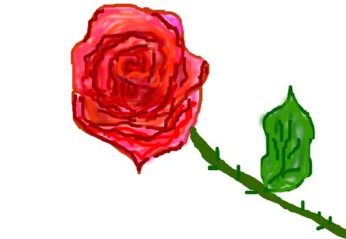 rose red rose