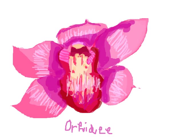 Orhidee