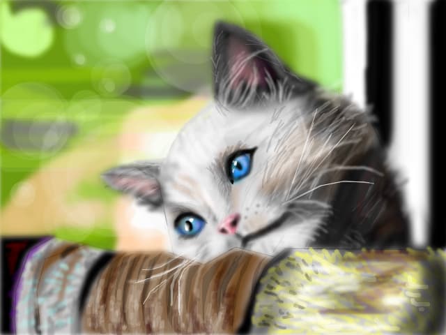 White cat with blue eyes
