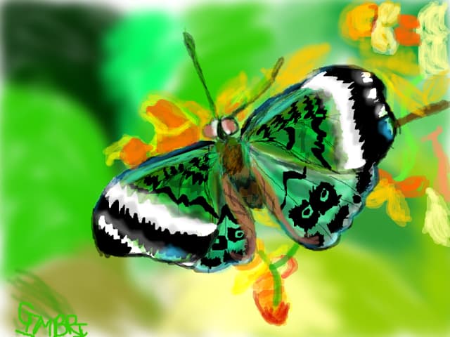 Butterfly