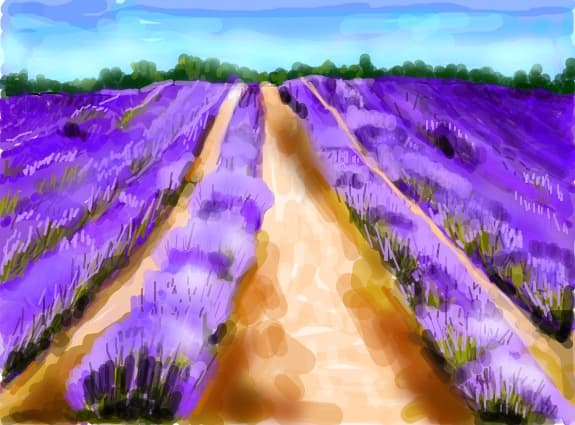 Cimp cu levantica in Provence