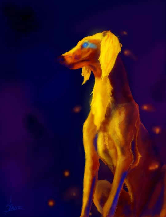 fire saluki