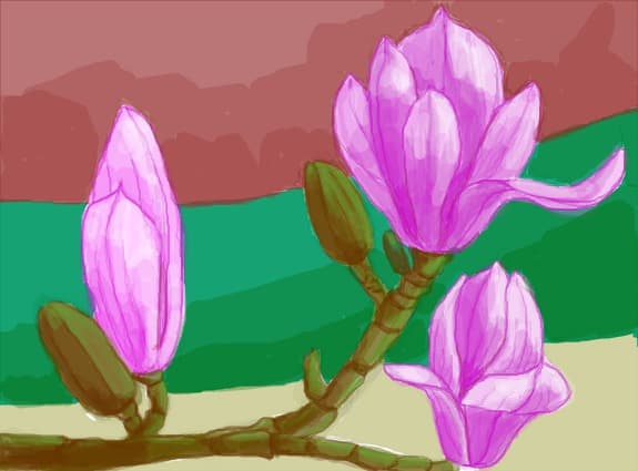 magnolii