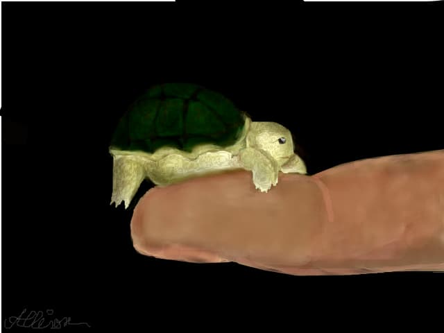 Little turtle