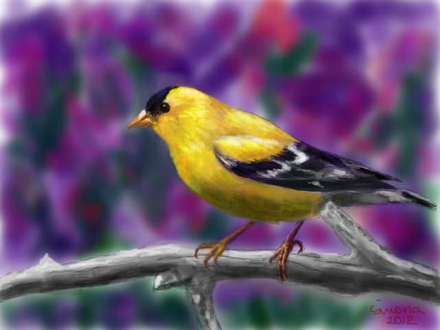 yellow bird