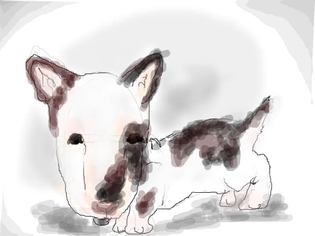 bullterrier lovers