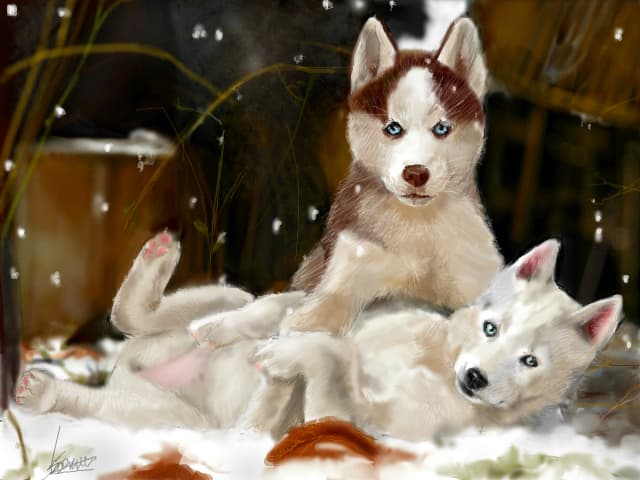 Husky puppyes!
