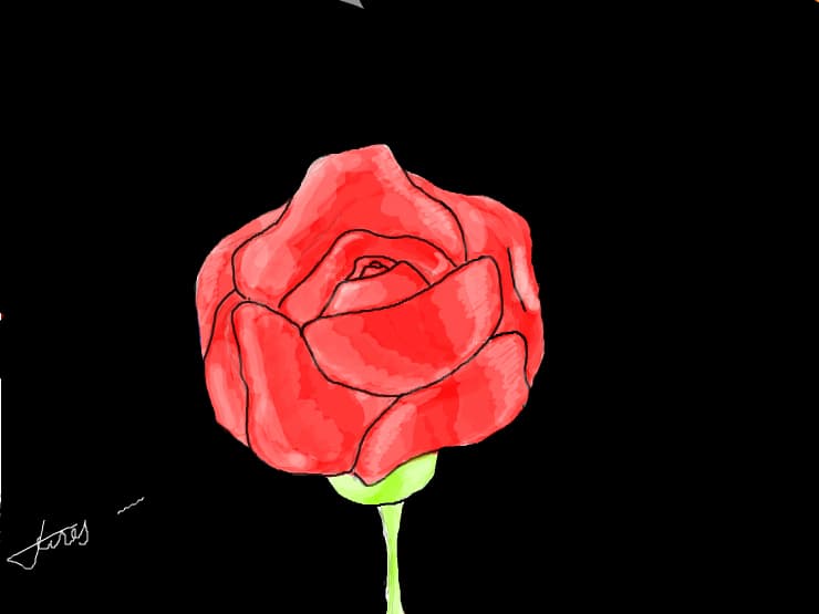 Rose