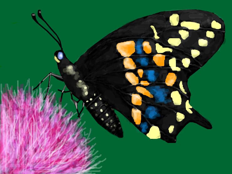 Fluturas