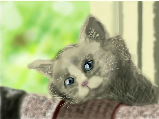 kitten