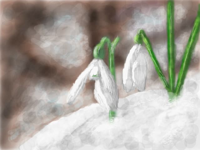 snowdrop
