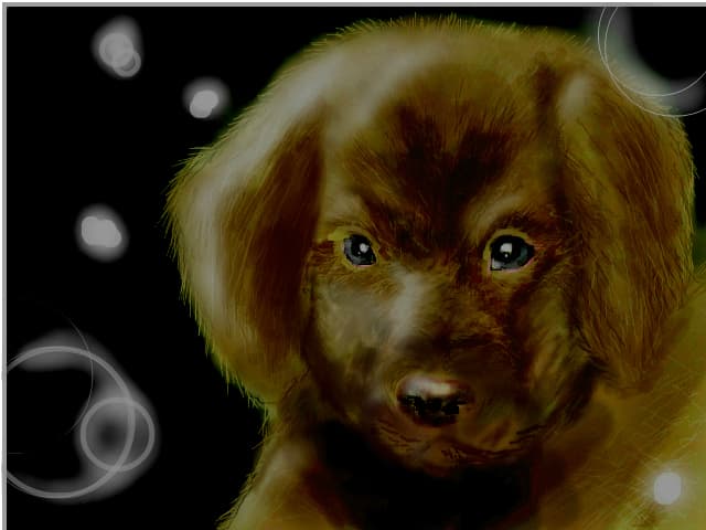 puppy