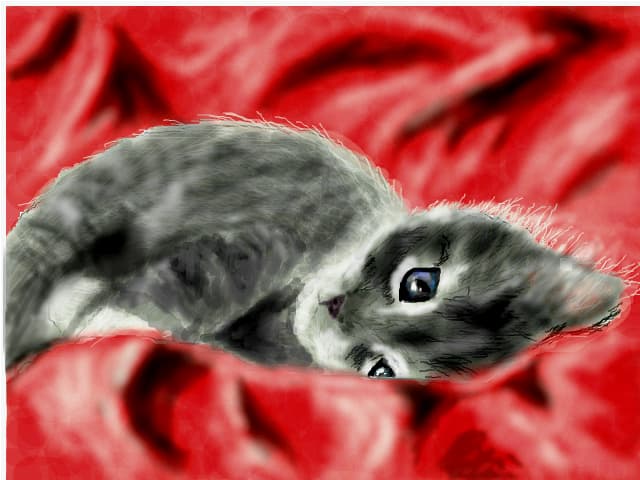 kitten