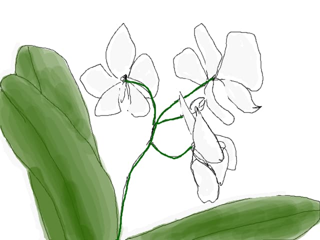 orchidee