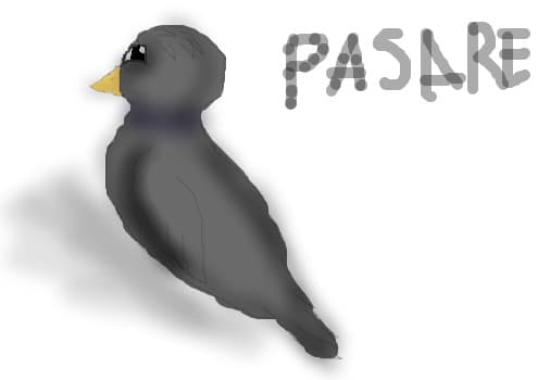 pasare