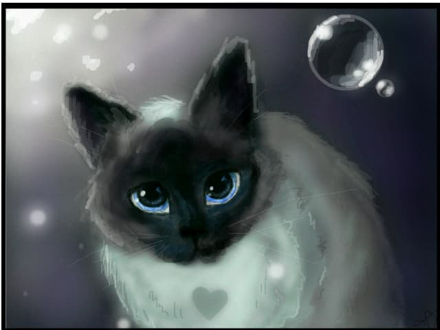 kitten