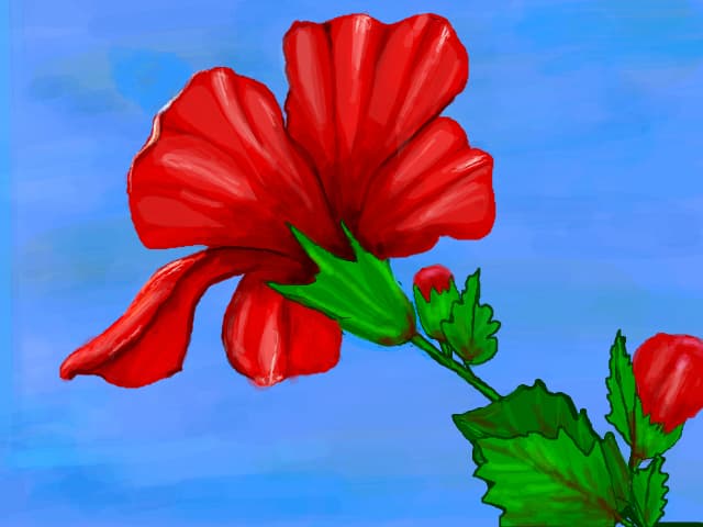 hibiscus