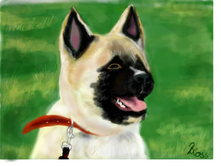 Akita inu