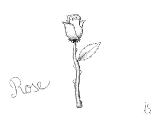rose