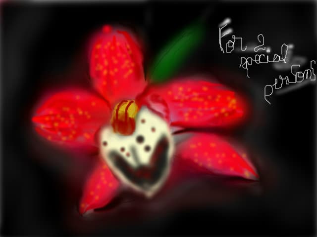 wonder orchid