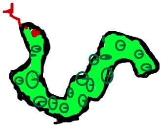 The snake