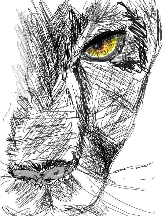A sketch Lion Female