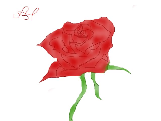 red rose
