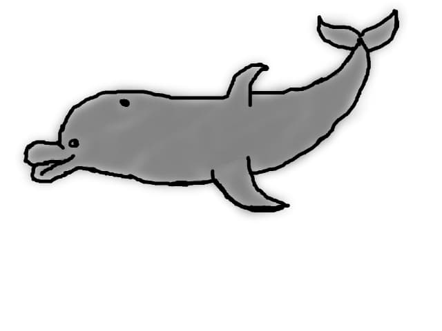 Un delfin