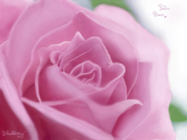 Pink Rose